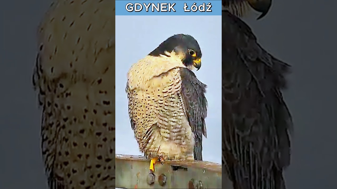 Gdynek  Ł&oacute;dź 17 02 2026 #birds #nest #falcons