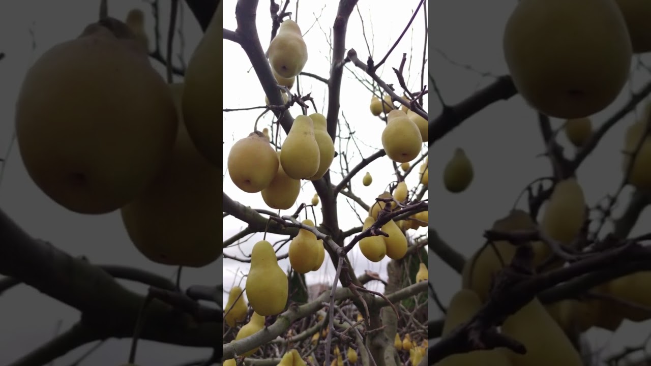 types of pears#shorts