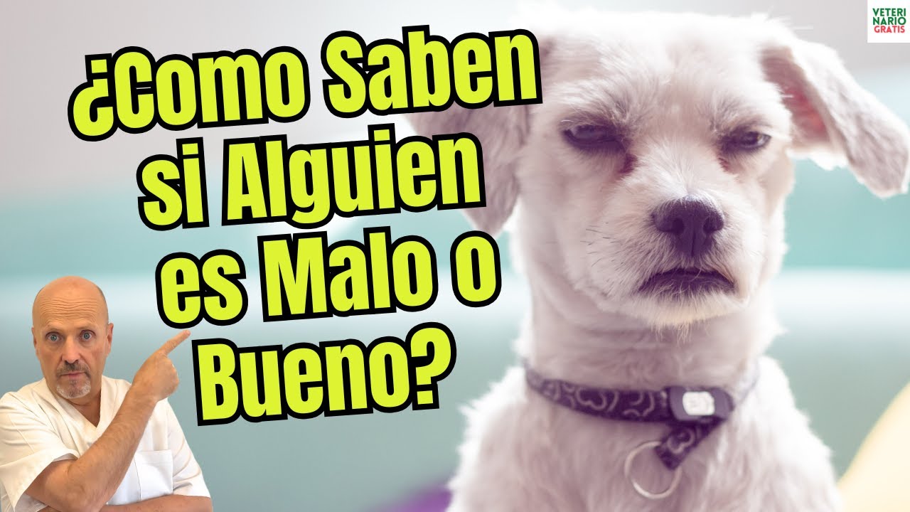 🐶🧠 ¿COMO PUEDEN LOS PERROS DETECTAR SI ALGUIEN ES MALO O BUENO? 🐶🧠
