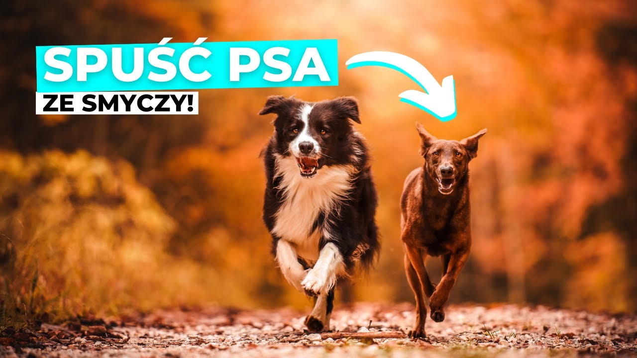 Najważniejsza psia potrzeba