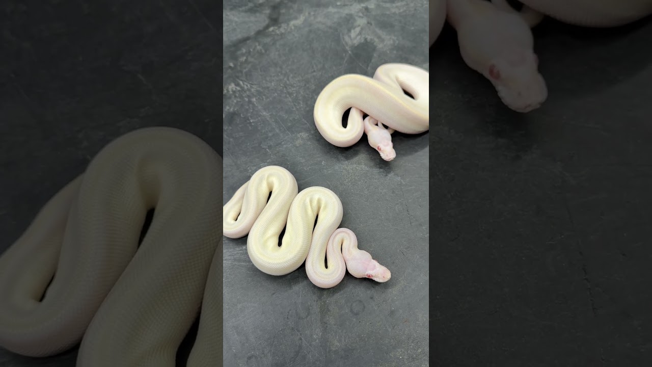 Taking preorders for NARBC Tinley! #ballpythonmorphs #royalconstrictordesigns #narbc