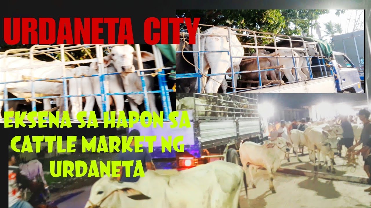 June 15, 2024 Update  Presyo ng Baka sa Urdaneta City Livestock Market in Pangasinan 
