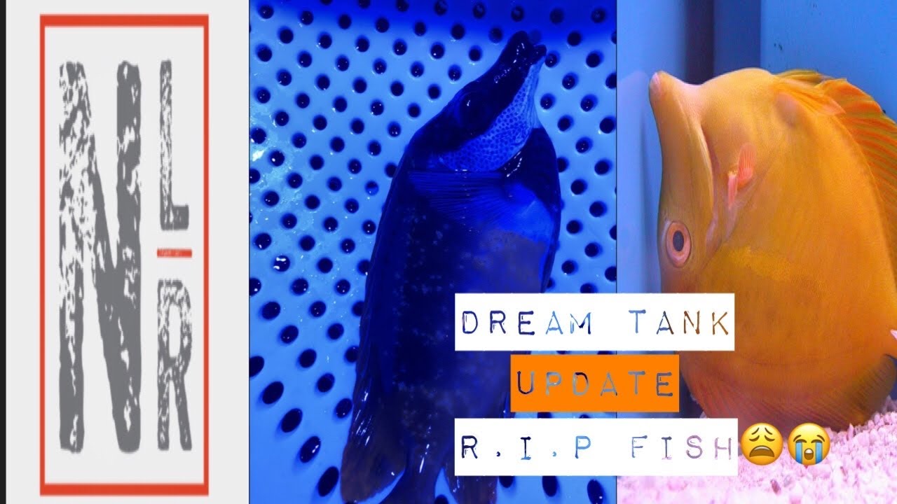 Episode 10:  WATERBOX PENINSULA 6025 Dream Tank Build Update