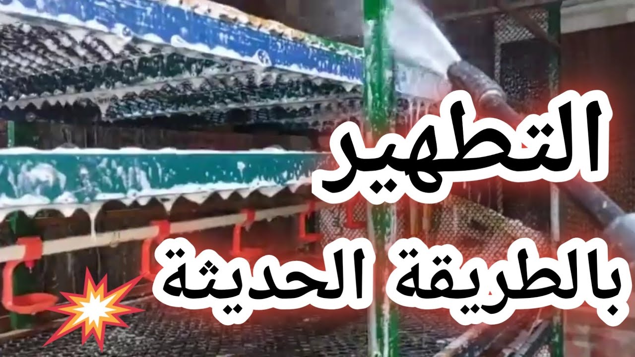 خطوات تطهير بطاريات الدواجن بالطريقة الصح #مشروع_مربح #chicken #اكسبلور