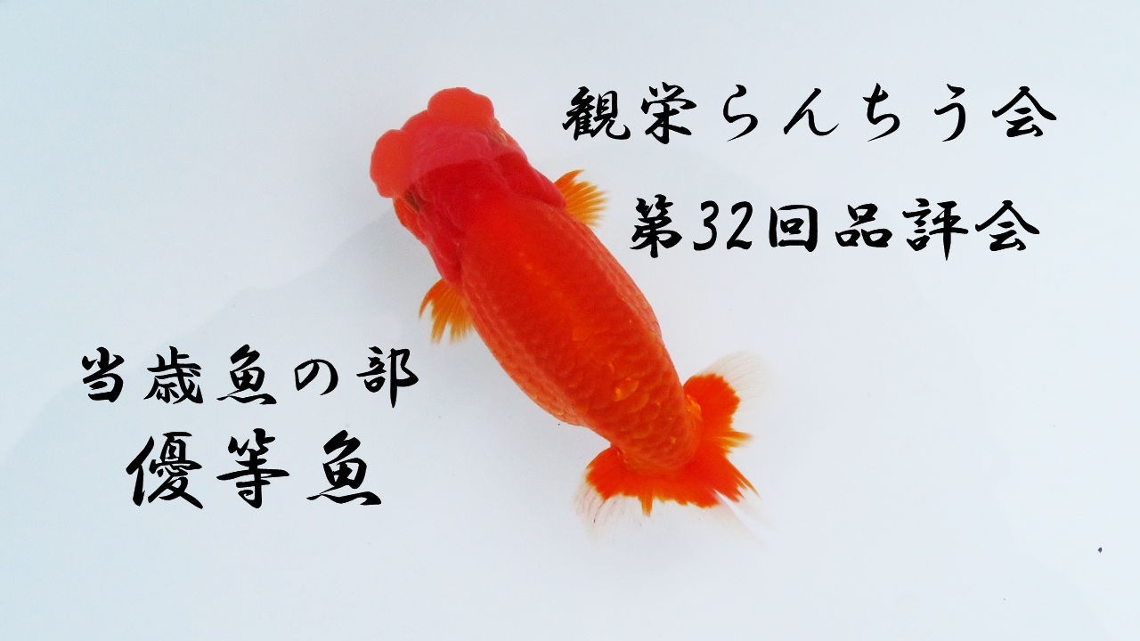 【第32回】観栄らんちう会 品評会 当歳魚の部 優等魚