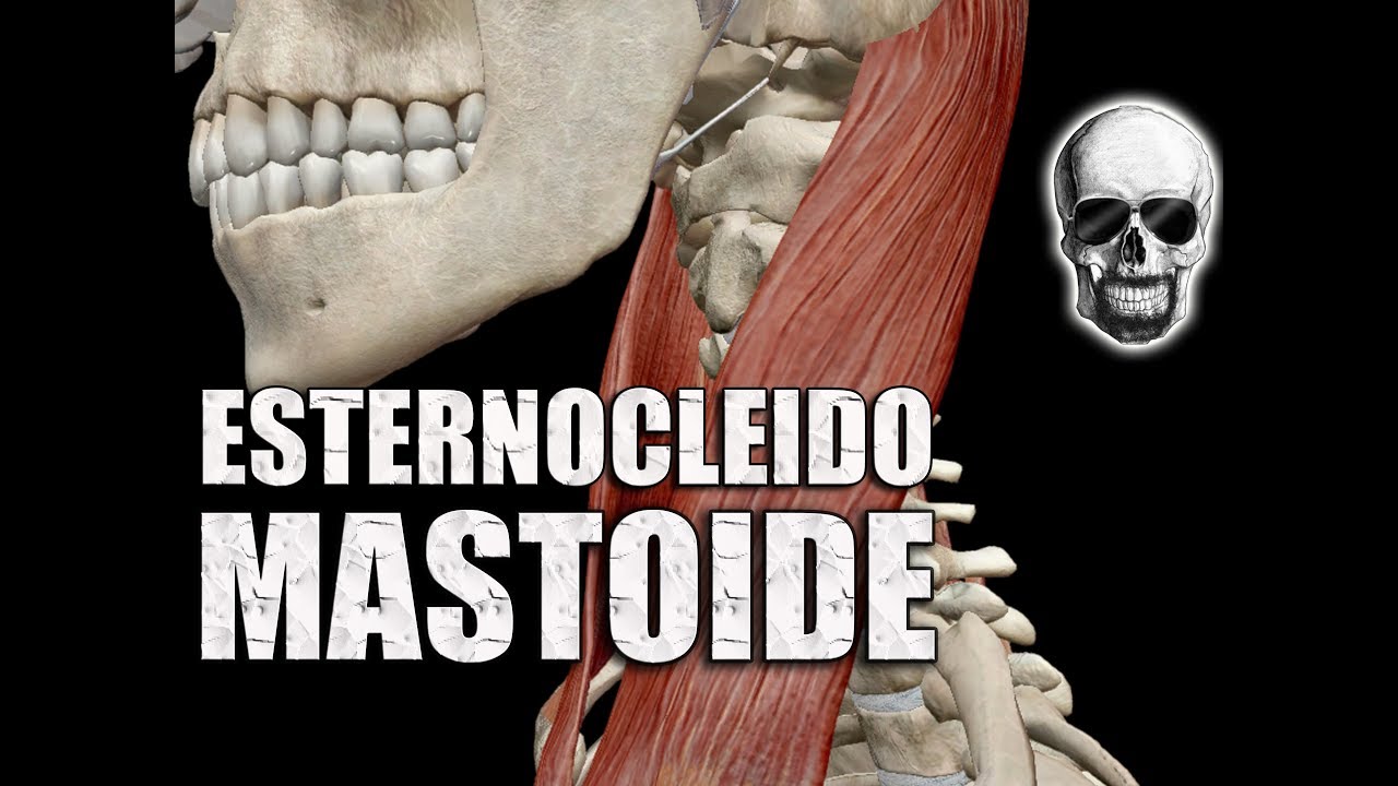 Músculo ESTERNOCLEIDOMASTOIDEO: Nomenclatura, origens, inserção e ações - Anatomia - VideoAula 160