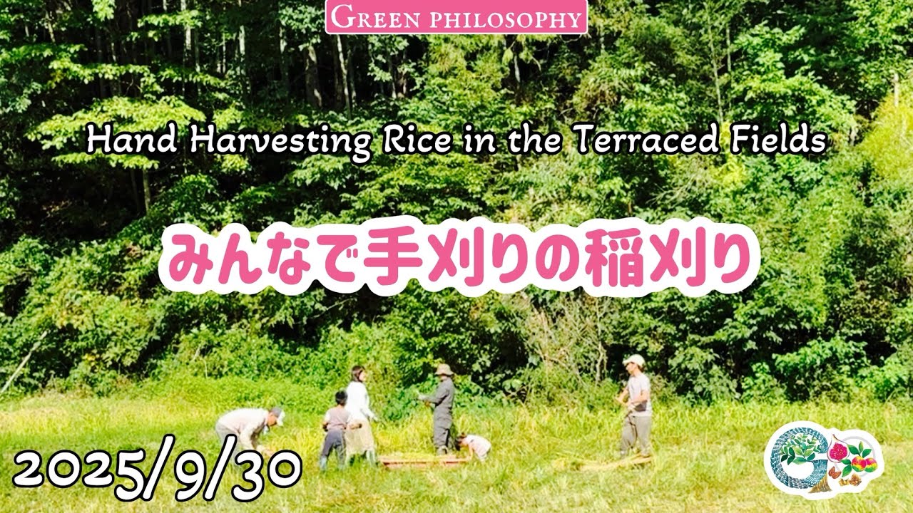 みんなで手刈りの稲刈り
