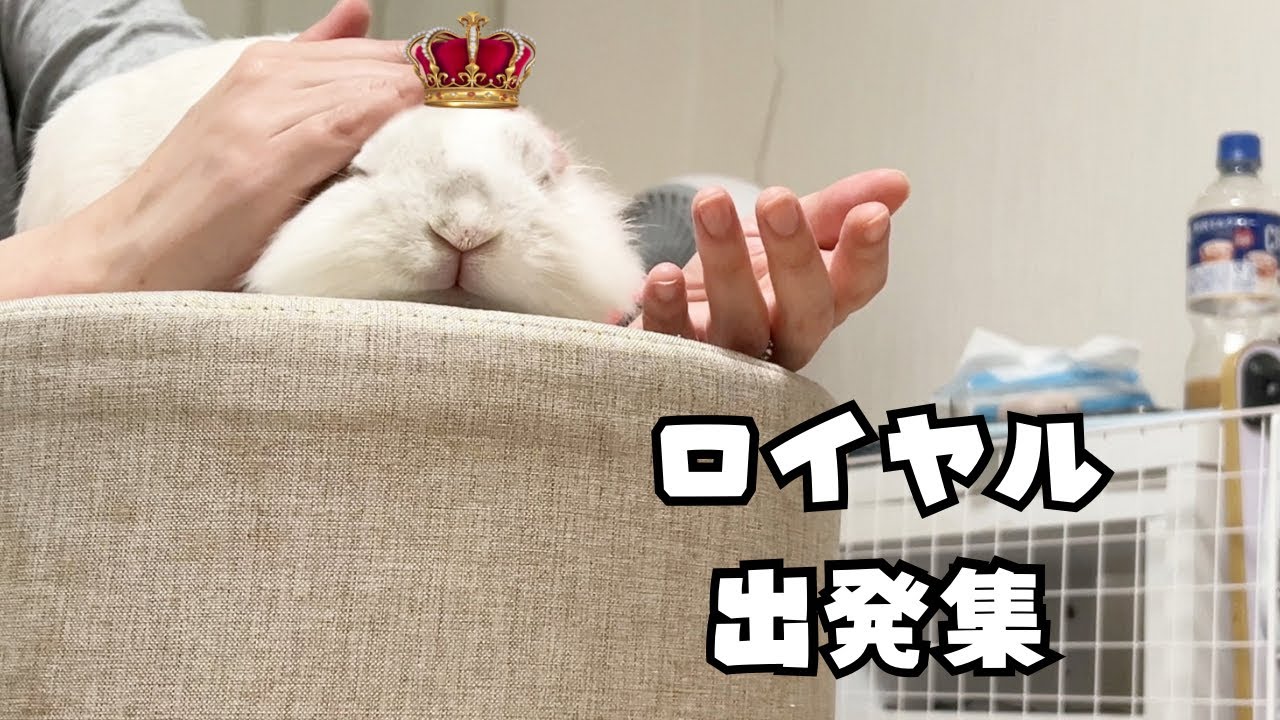 【ライオンラビット】ロイヤルの出発祝【rabbit】