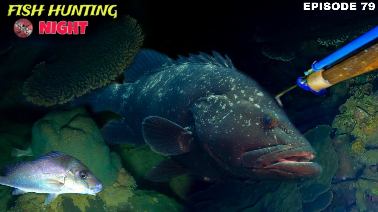 NIGHT SPEARFISHING EPISODE 79 FISH HUNTING NIGHT