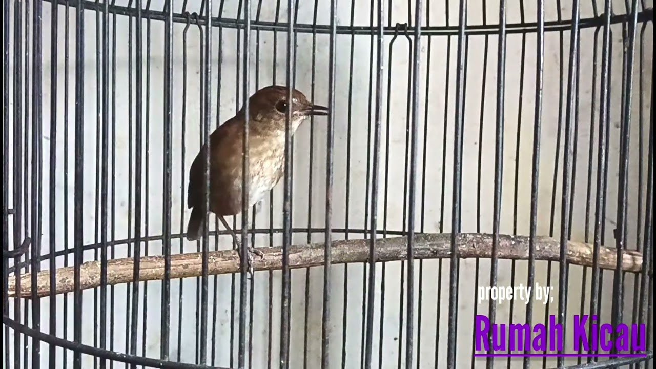 NAIKKAN EMOSI JONGKANGAN DENGAN PANCINGAN SUARA JONGKANGAN INI!!..??
