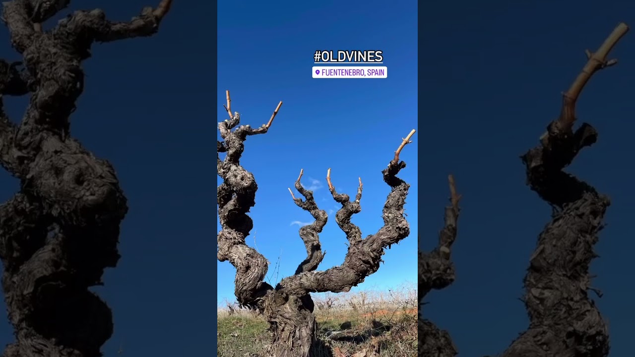 Old Spanish vines from Alma Carraovejas
