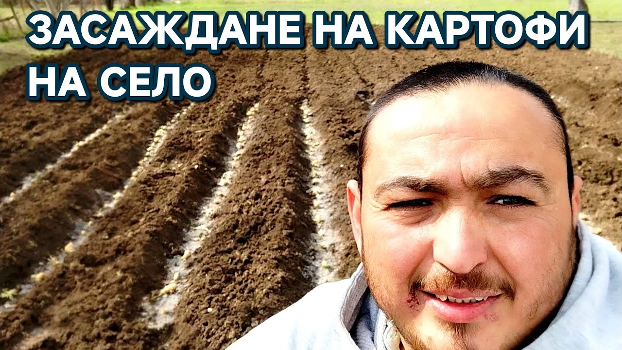 Засадихме картофи на село #funny #lifeisbutadream #villagelife #animals #automobile #farming #puppy 