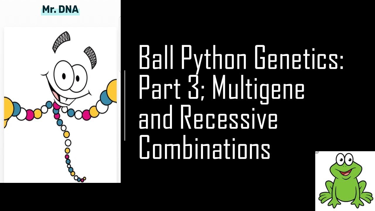 Ball Python Genetics Part 3