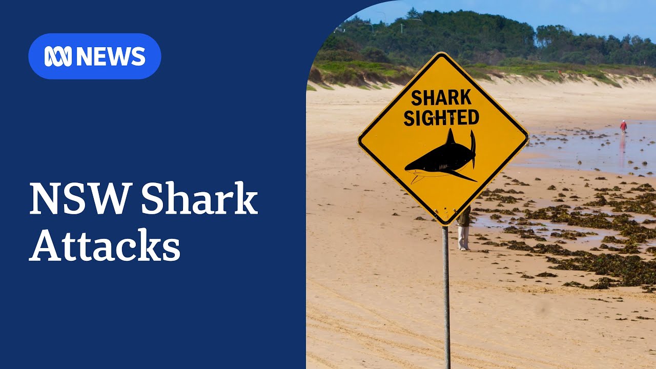 NSW govt considers shark safety response after four attacks within 48hrs | ABC NEWS