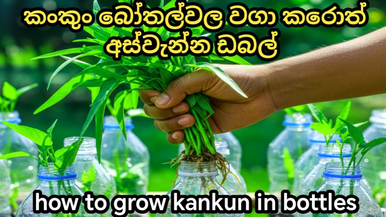 බෝතල් වල කංකුං වගාව | වත්තක් නැති අයට සුපිරිම විසඳුම Grow Kankun in Just 7 Days