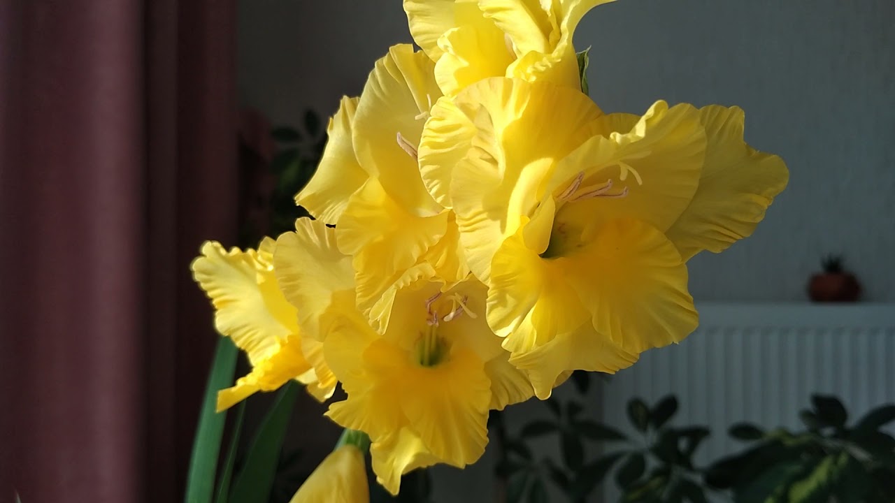 Glayöl Çiçeği Bakımı Nasıl Yapılır (Gladiolus,Ağustos Güzeli,Kılıç Çiçeği ,Kuzgun Kılıcı)