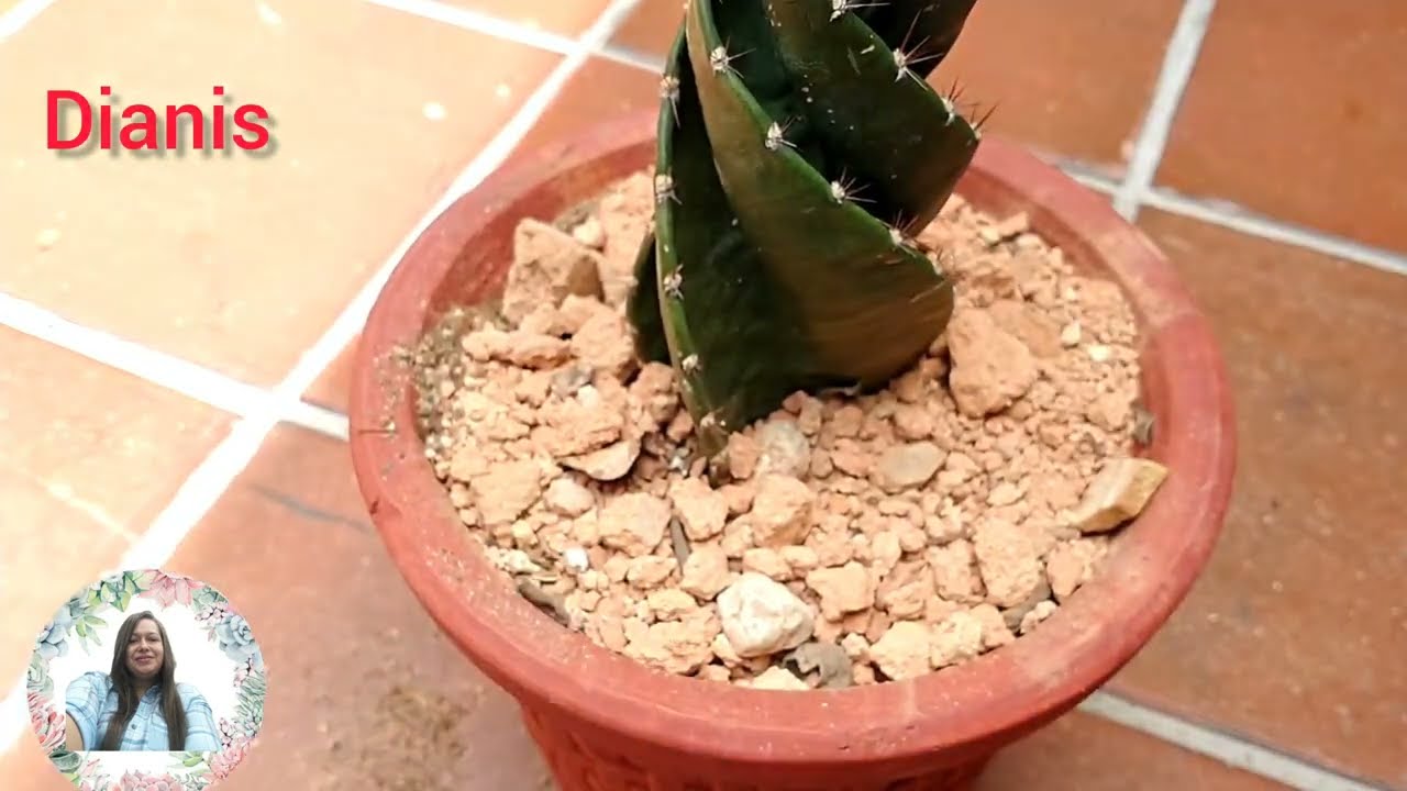 Como cuidar el cactus tornillo y trasplante, #Cactus
