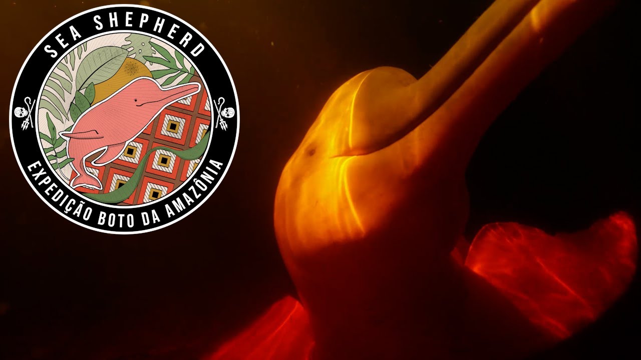Sea Shepherd - Expedição Boto da Amazônia
