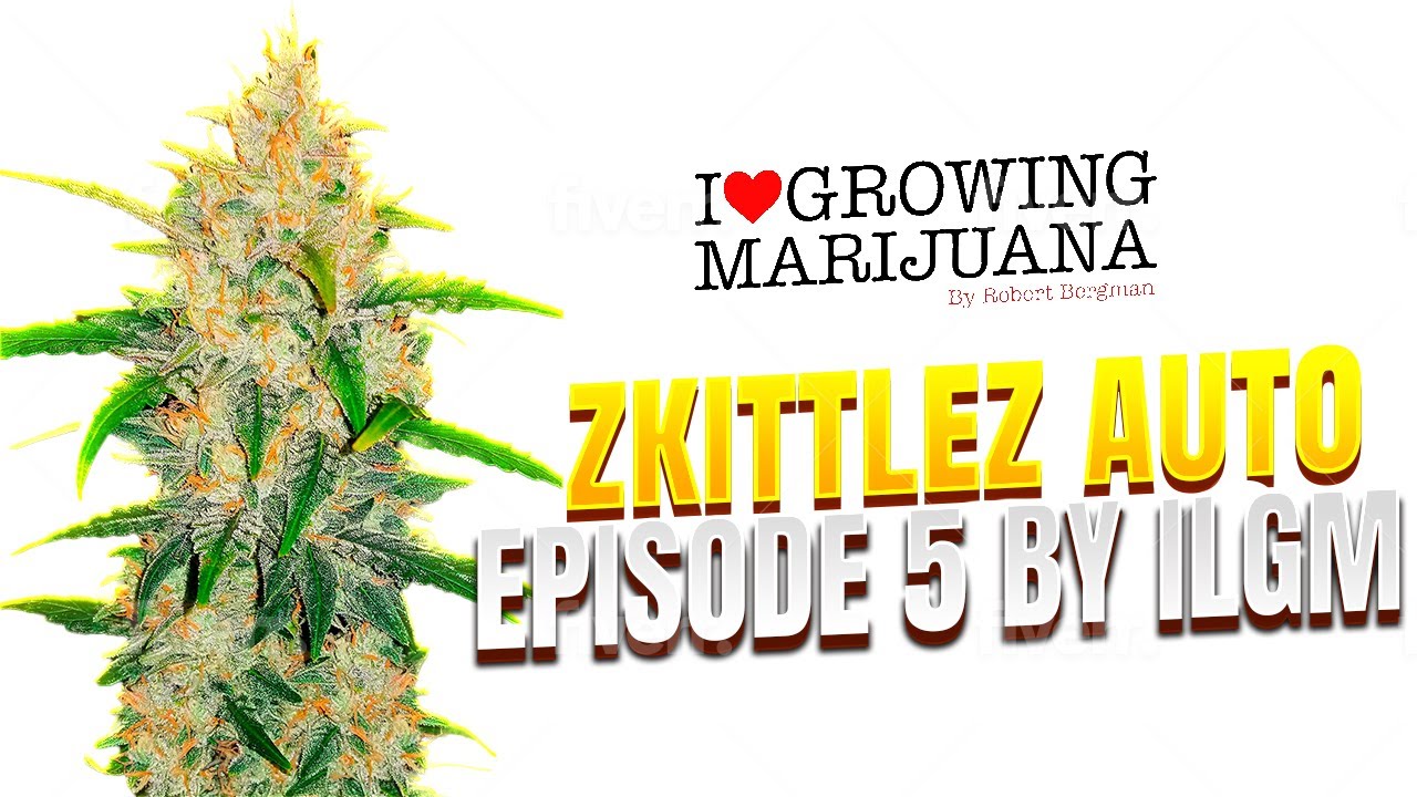 Zkittlez Autoflower #ilgm