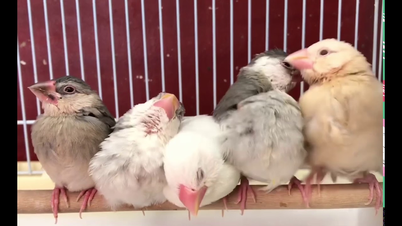 ほわほわの妖精、ちびっこ仲良し文鳥雛チーム