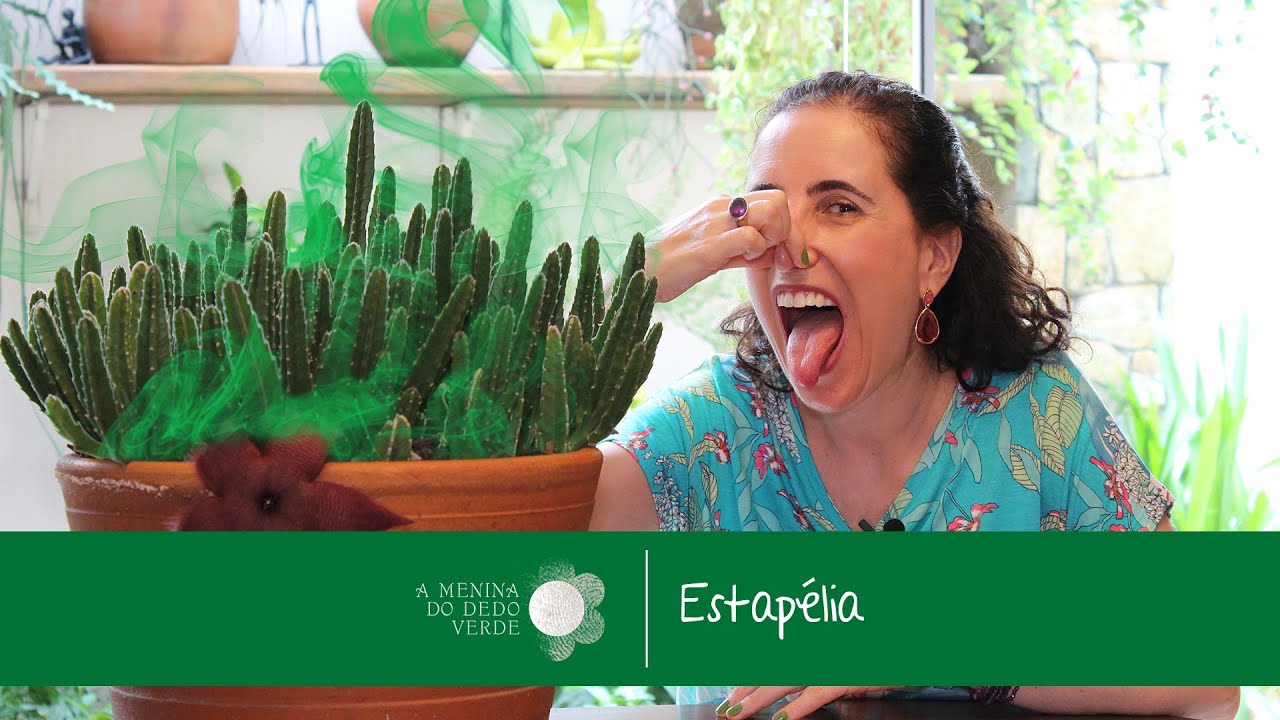 Nô Figueiredo Ensina Como Cultivar Estapélia ou Planta Estrela/Starfish flower