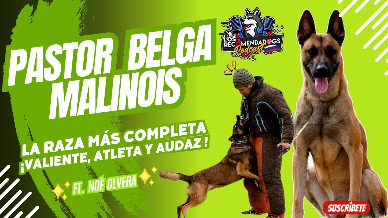 Pastor Belga Malinois: La raza más completa, un perro que no conoce límites Ep 16 Los RecomendaDogs