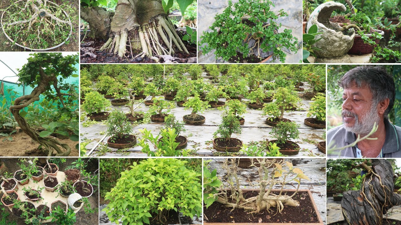 A Bonsai Dream Farm - A Feast for your eyes | Bonsai ideas
