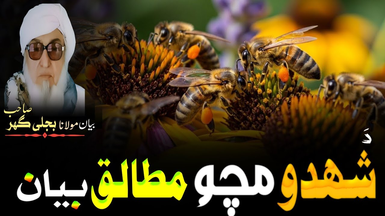 Pashto bayan || دہ شھدو مچو مطالق بیان || mulana bijligar sahib bayan || بجلی گھر مولا بیان 
