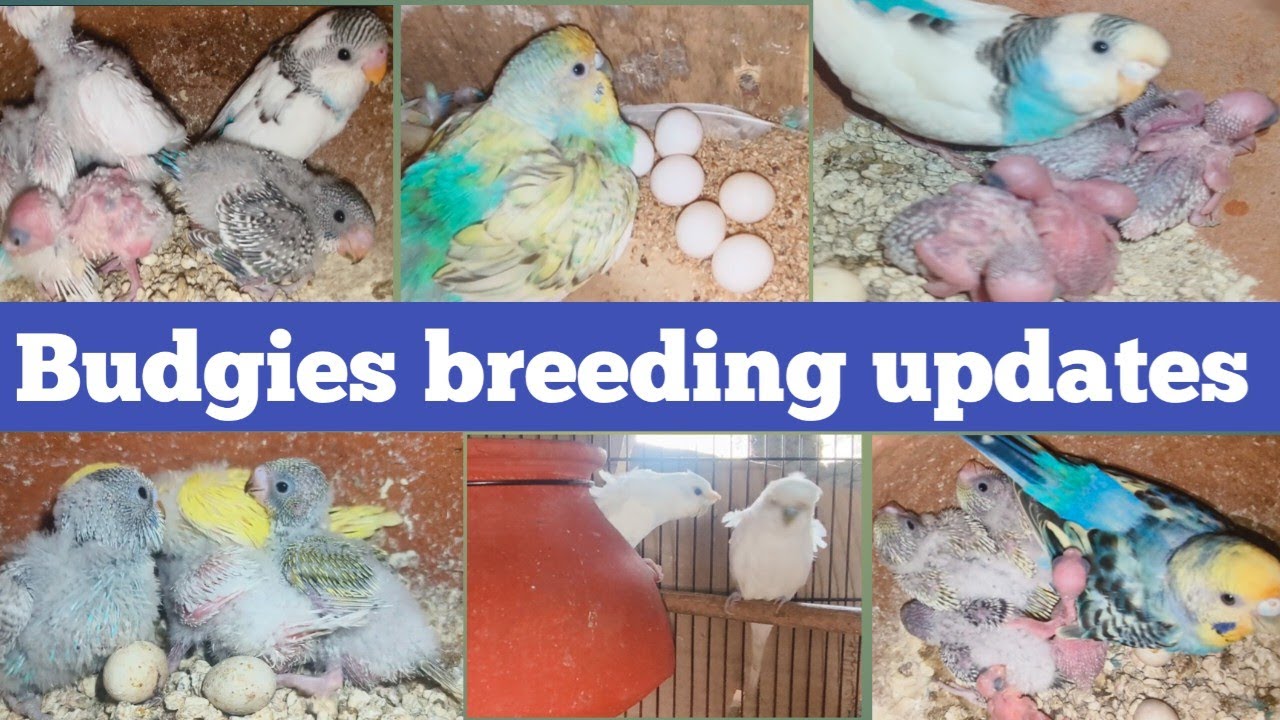 Budgies breeding update in Tamil | #pettalkies #budgiesbreeding #lovebirds #budgieschicks #budgies