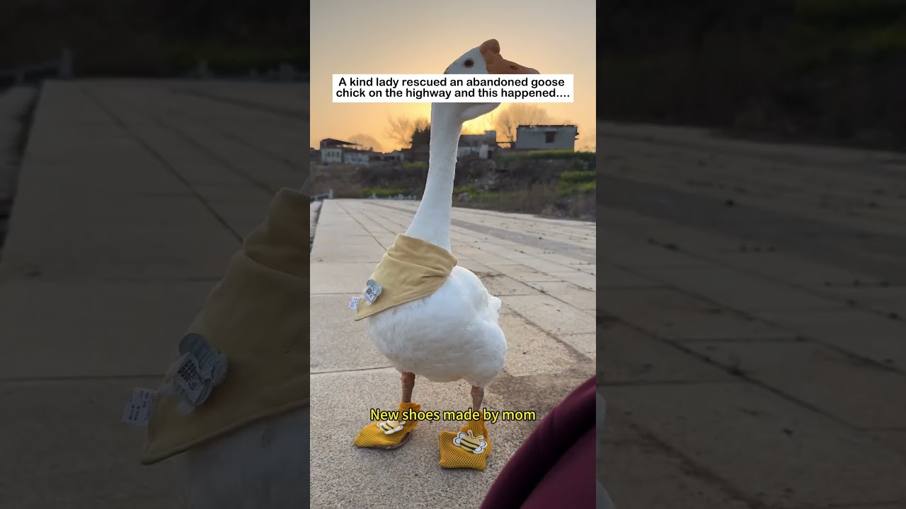 Happy lucky goose #wildliferescue #animals #lovestory #cute #animalfriendshipgoals#goose #love