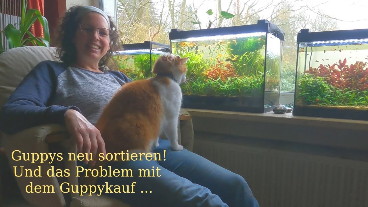 Guppys trennen und das Elend mit dem Guppykauf