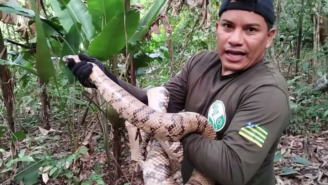 SURUCUCU DO BREJO em áreas urbanas.