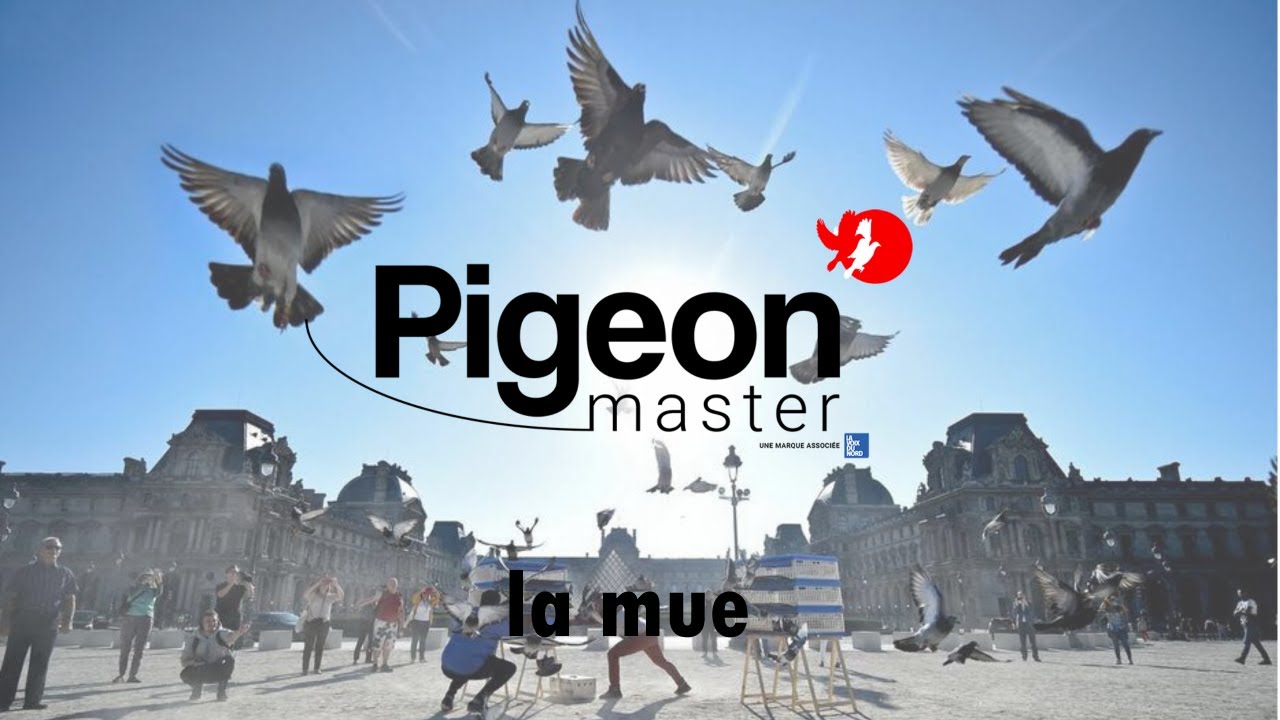 Pigeon-master : Préparation à la mue (moulting period, with english subtitles)