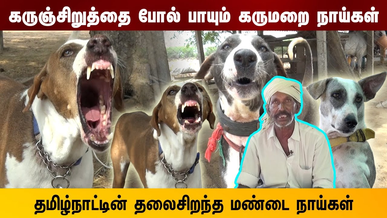 கருஞ்சிறுத்தை போல் பாயும் கருமறை நாய்கள் | ராமநாதபுரம் மண்டை நாய்கள் ramanathapuram madai dog