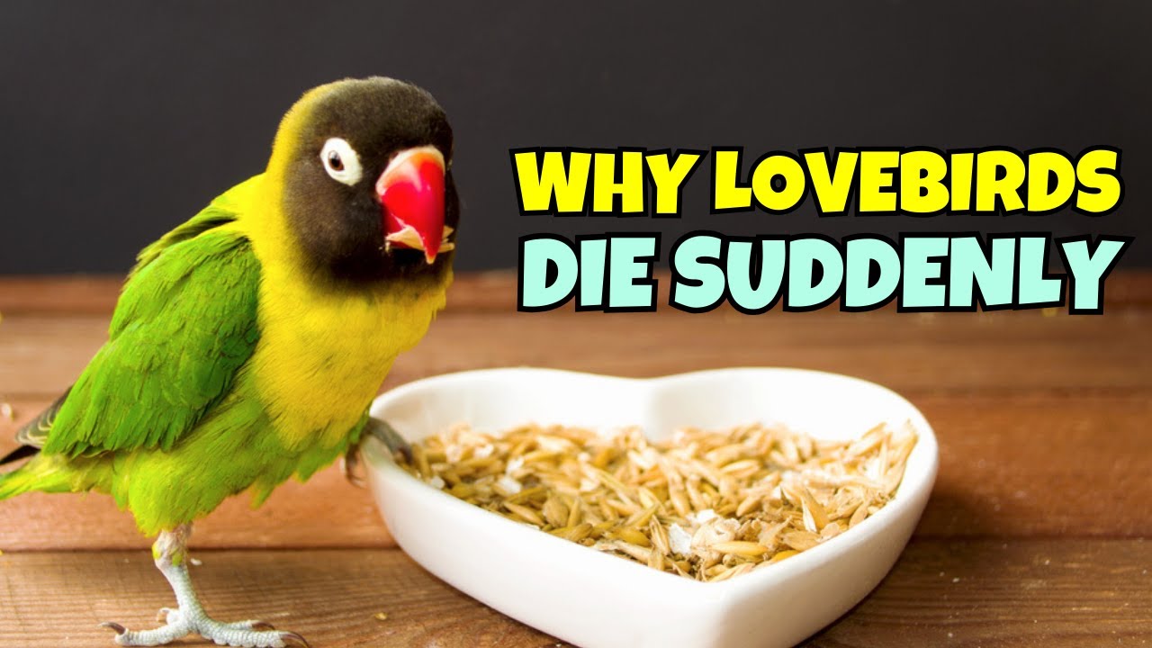 Understanding Sudden Lovebird Deaths: 10 Possible Reasons
