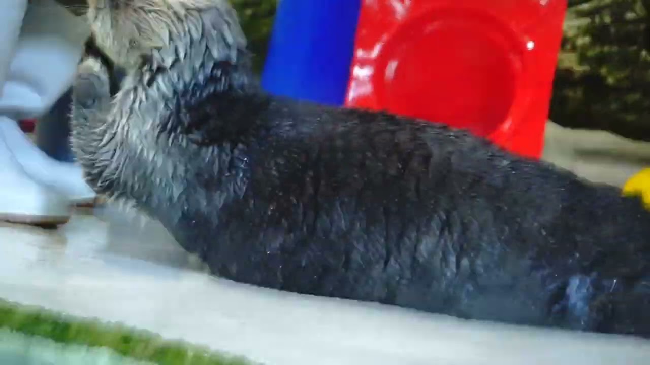 鳥羽水族館 ラッコ キラちゃんのアゴ乗せ完成版「いいフィット感だよね」