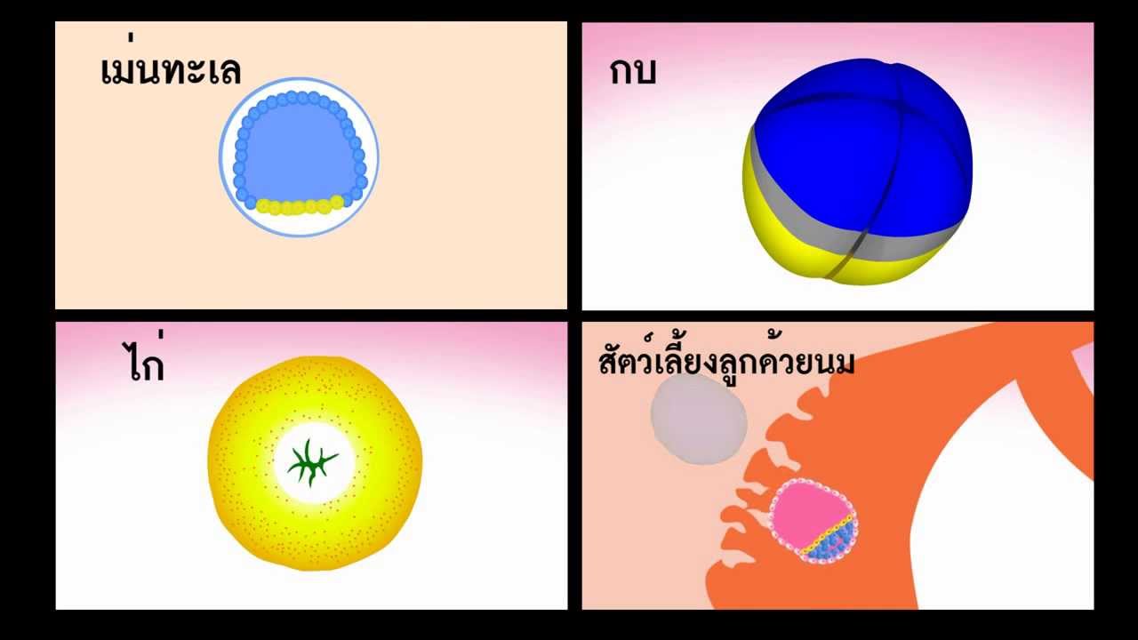 วิชาชีววิทยา - การเจริญระยะต้นของเอ็มบริโอ (Early embryonic development)