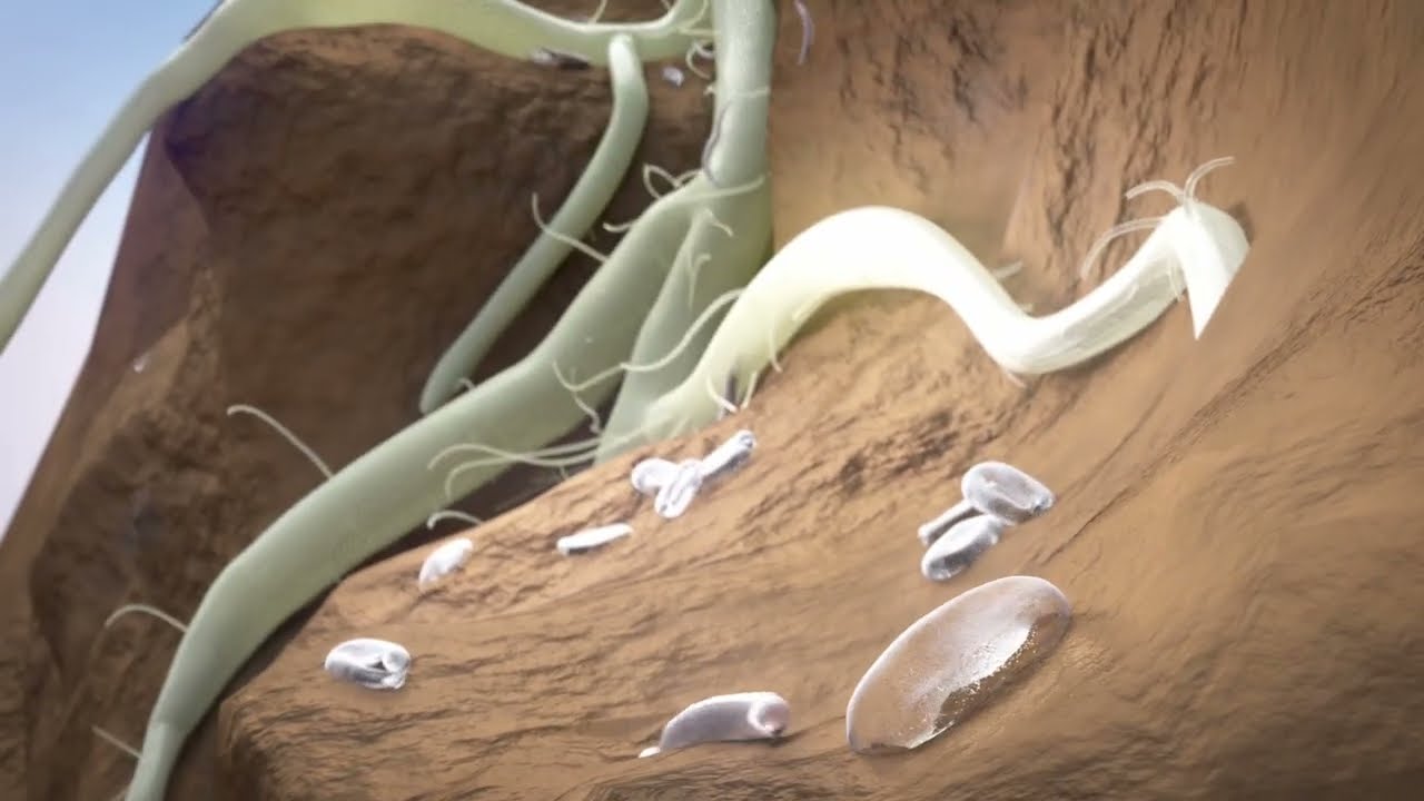 Protect Crops and Defeat Nematodes with Velum Prime