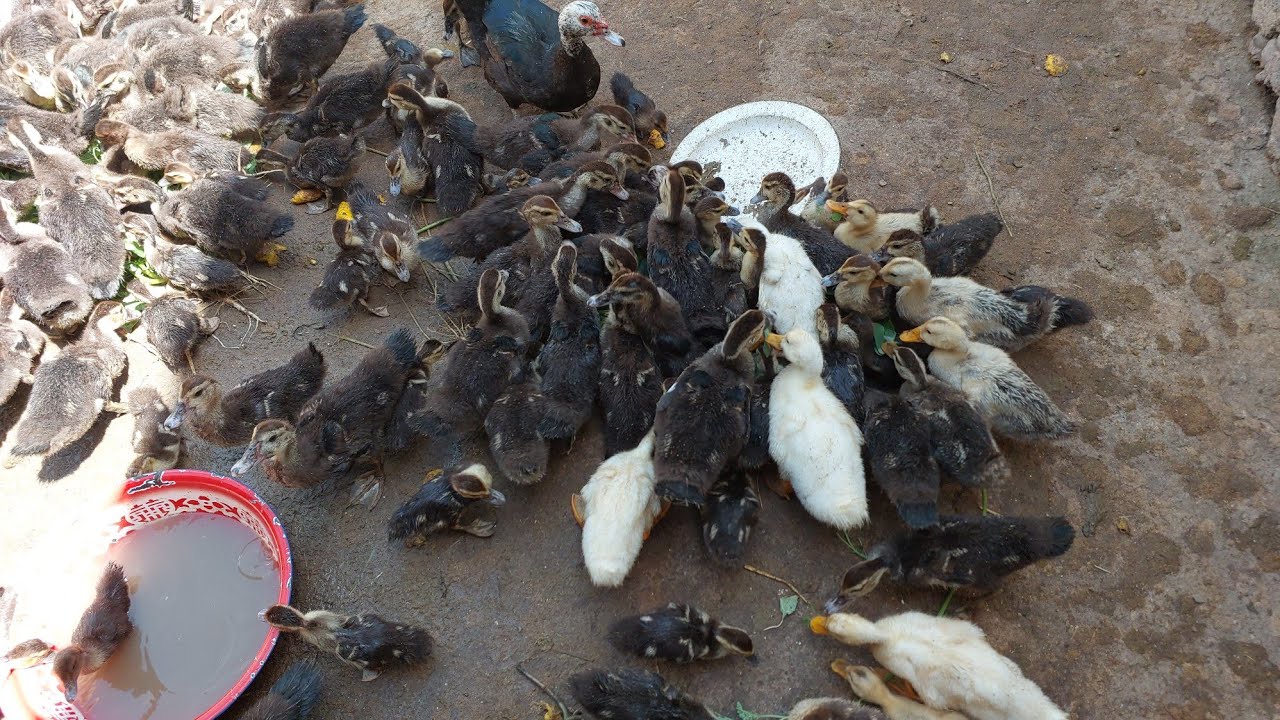 Faqat indautkalar haqida gaplashamiz