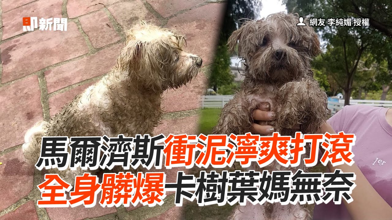 馬爾濟斯衝泥濘打滾　全身髒爆卡樹葉！媽無奈｜寵物｜狗｜搞笑｜瑪爾濟斯