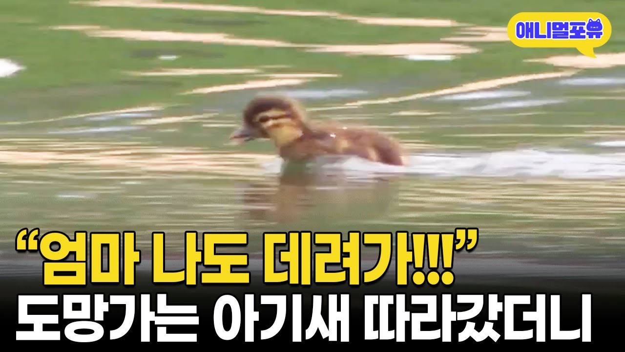 &ldquo;엄마!!!!!&rdquo; 죽기살기로 도망가는 아기새 반응 ㅋㅋㅋㅋㅋ I KBS 다큐 180617방송