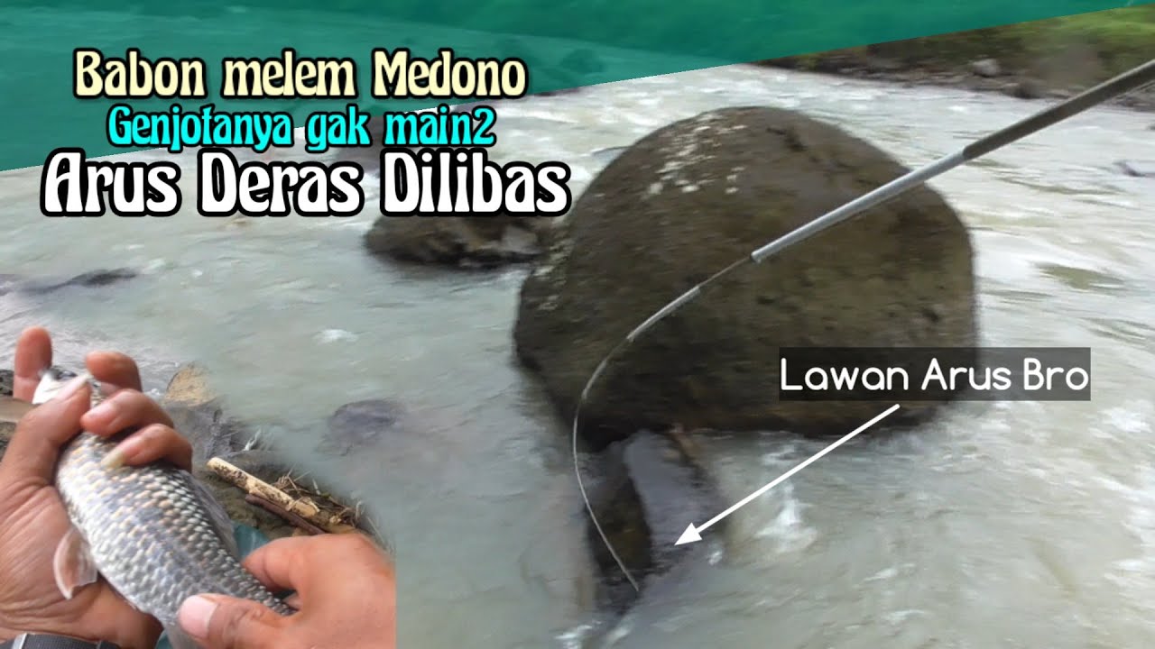 NILEM BABON MEDONO LARINYA MELAWAN ARUS SUNGAI | Nutul Melem