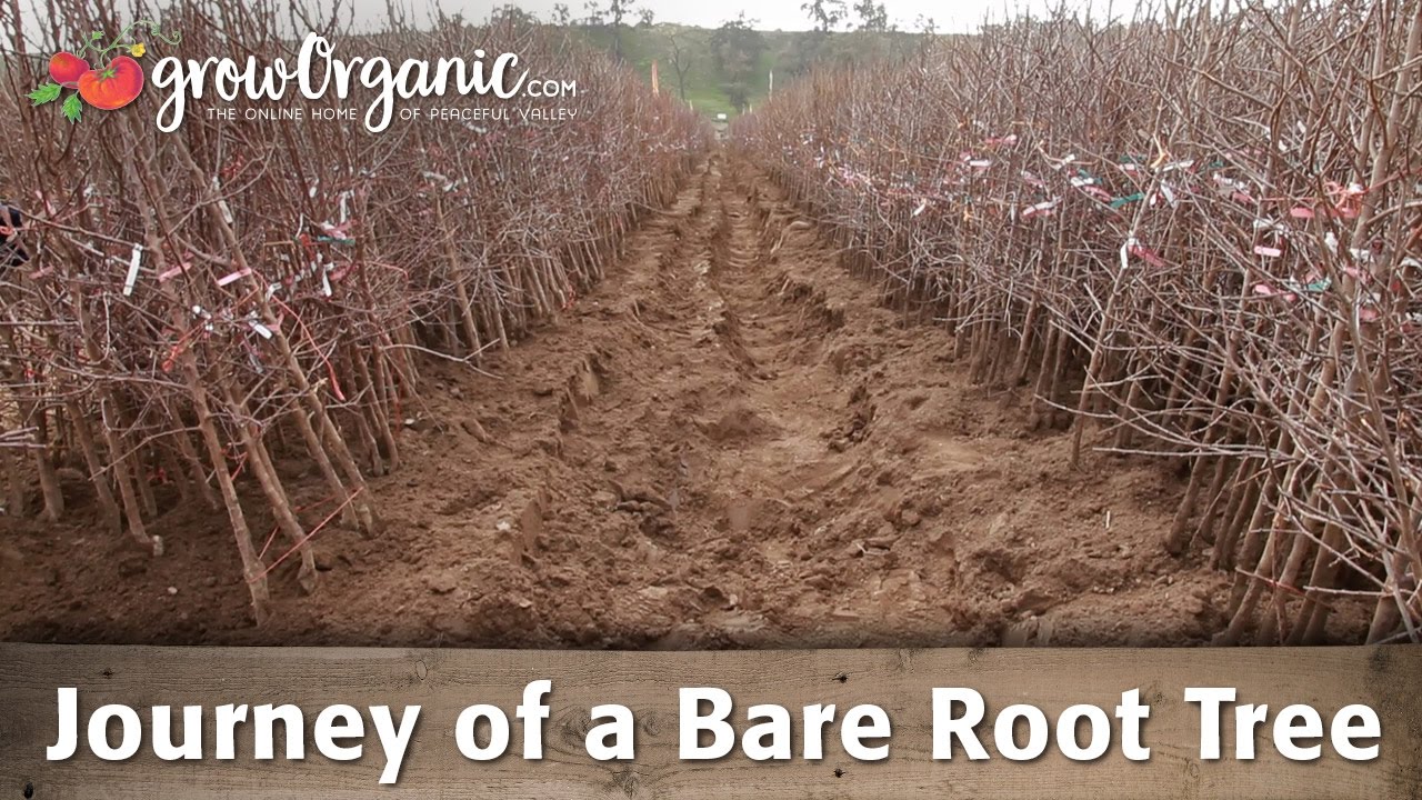 The Journey of Our Bare Root Fruit Trees