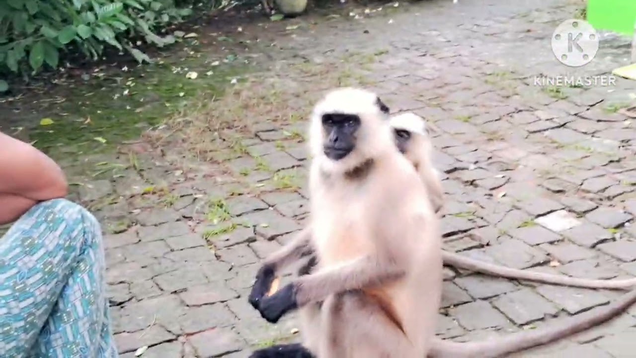 Animal hanuman monkey 🐒 