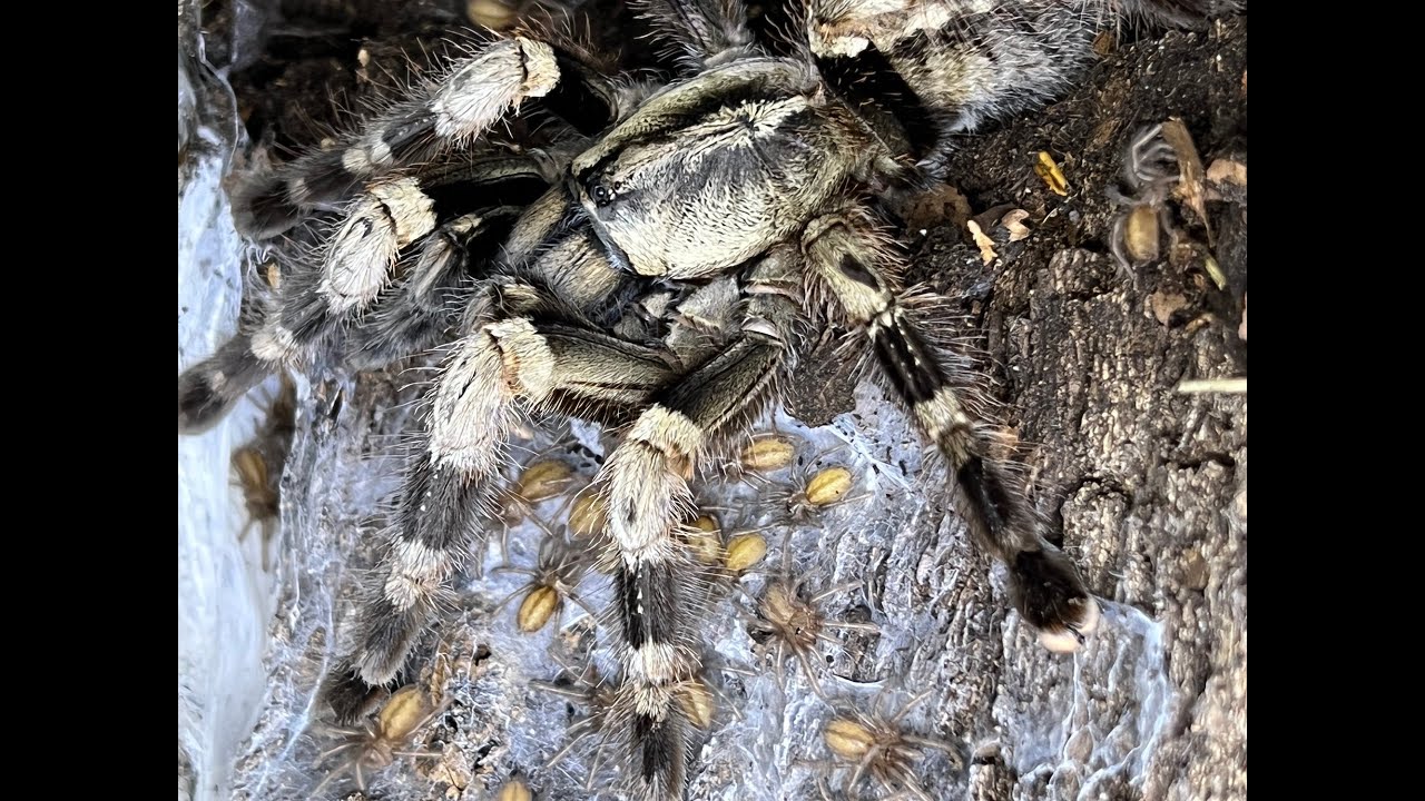 Poecilotheria miranda, Бенгальская декоративная бабочка: удаление и уход за яйцевой сумкой