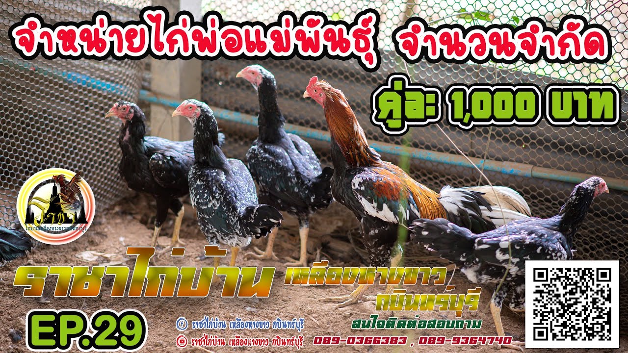 EP.29 จำหน่ายไก่พ่อแม่พันธุ์ ราคาถูก lll ราชาไก่บ้าน เหลืองหางขาวกบินทร์บุรี