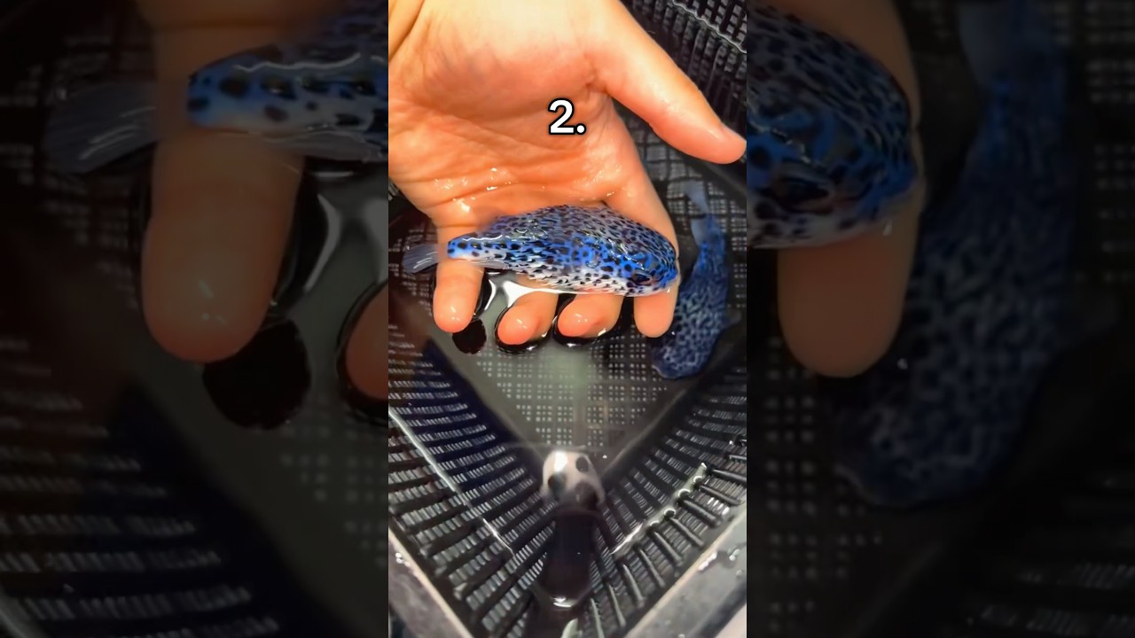 Which Fish Costs The Most? 🐠💰