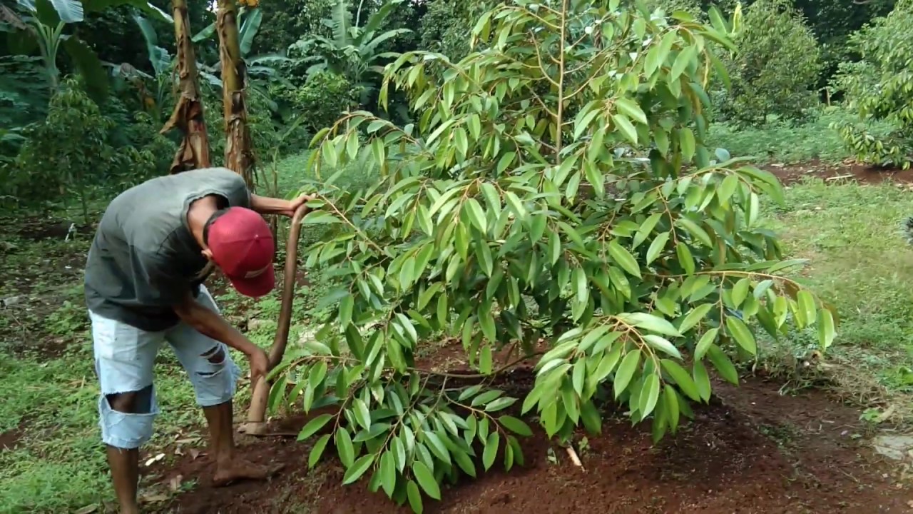 Pemupukan rutin awal musim panas, pohon durian cepat besar