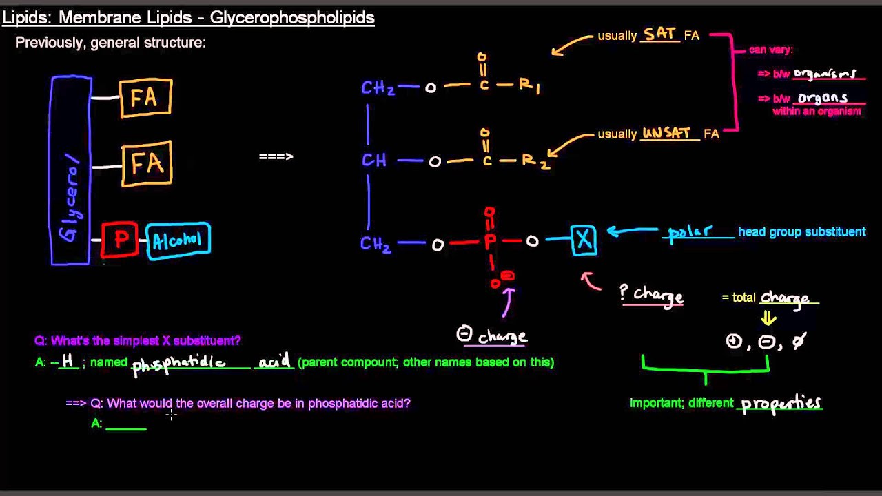 Lipids (Part 6 of 11) - Membrane Lipids - Glycerophospholipids