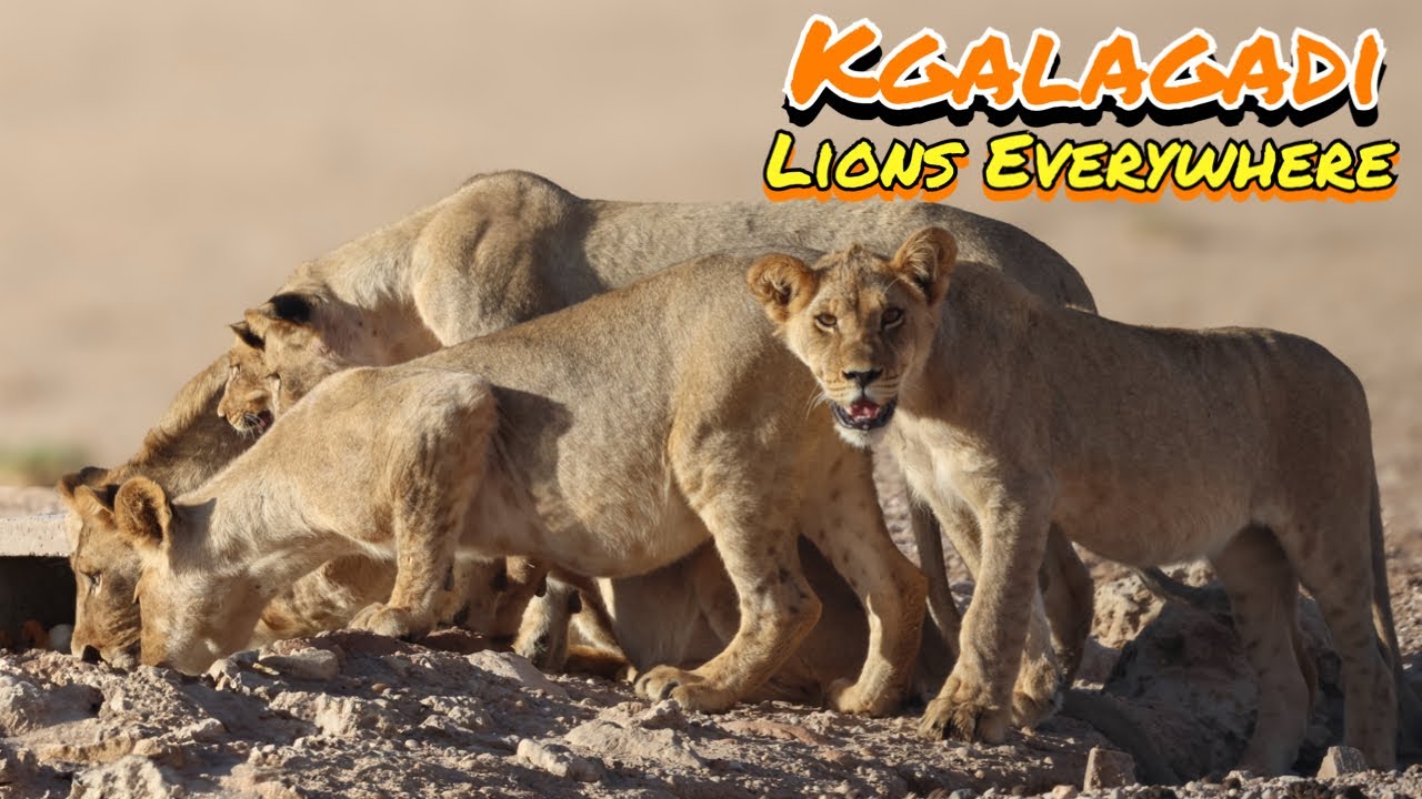 Kgalagadi 3 - Lions everywhere | Kalahari Tented Camp | Kgalagadi Transfrontier Park in Summer
